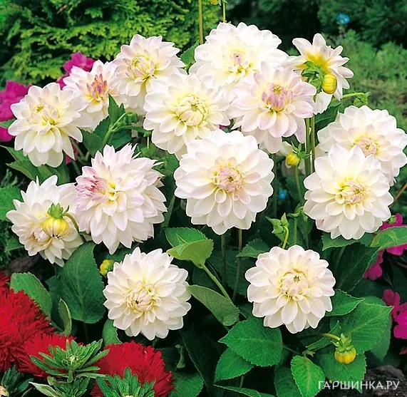 Георгина Виттем бордюрная