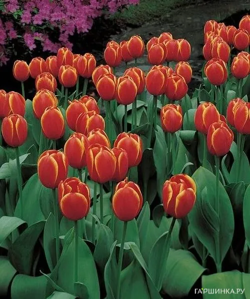 Тюльпан Ворлдс Фэйворит Дарвина 5шт.