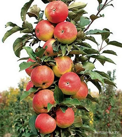 Яблоня Валюта колоновидная (лицензионная)