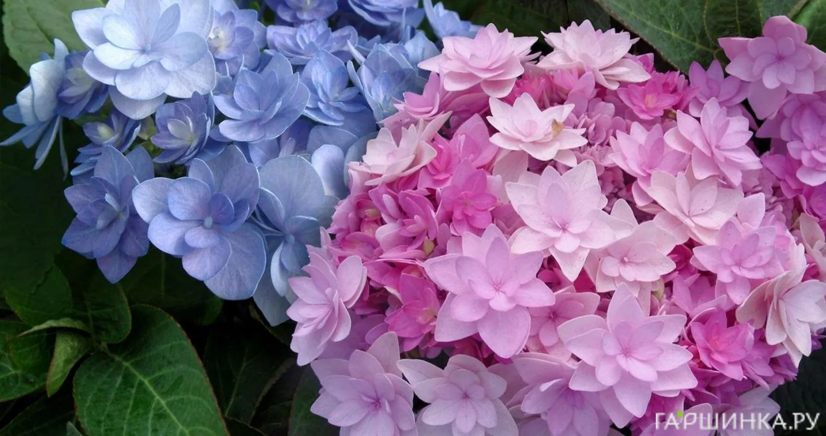 Гортензия Форевер (Навсегда) крупнолистная ремонтантная (серия Ты и Я)