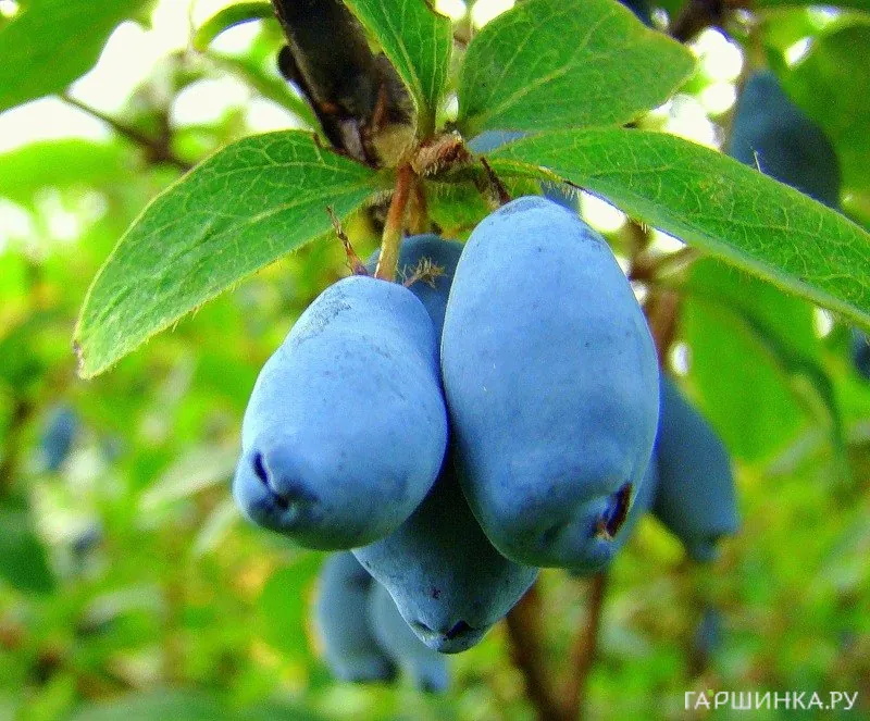 Жимолость Волшебница