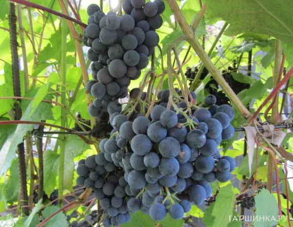 Виноград Журавлик