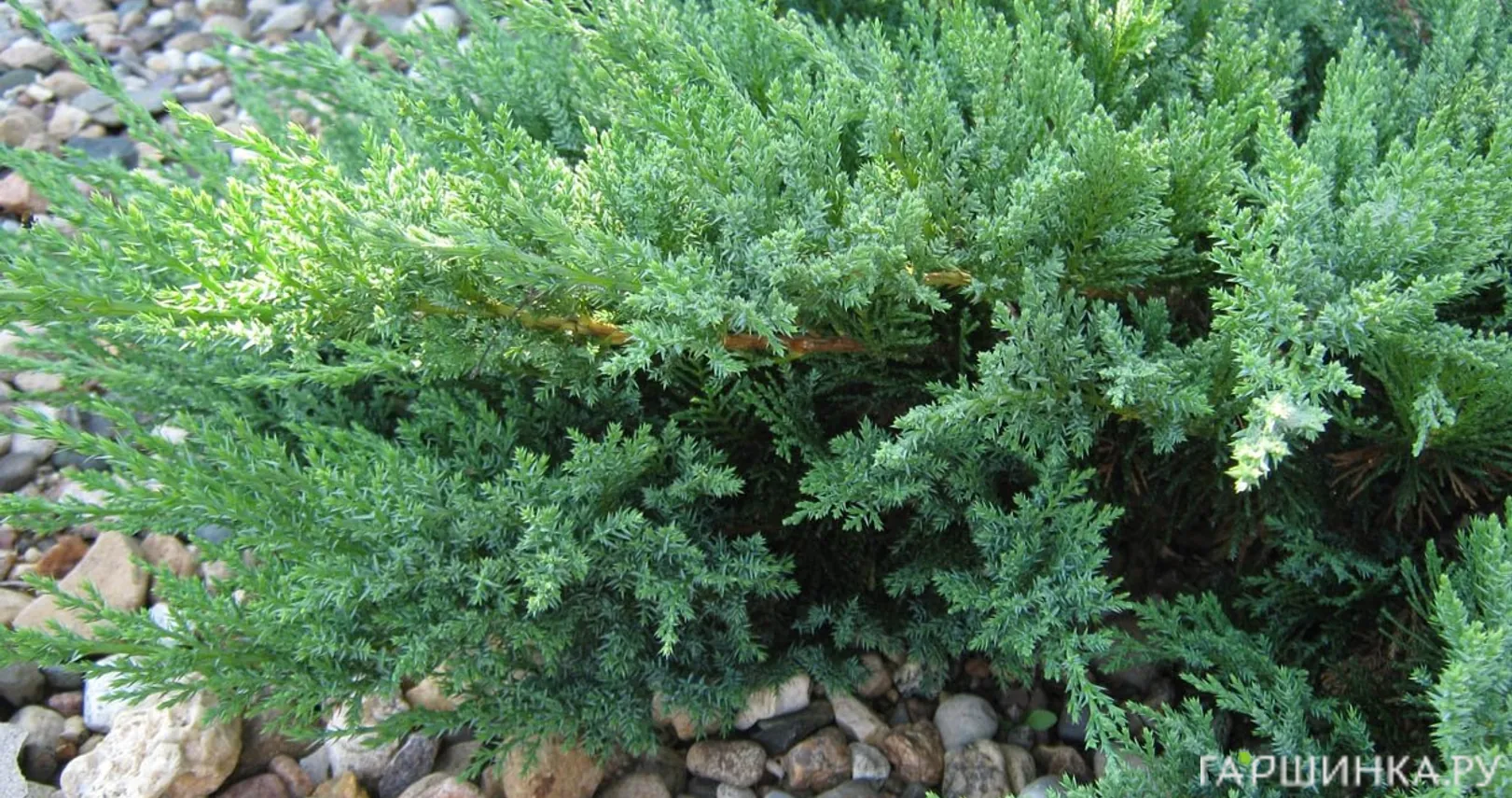 Можжевельник казацкий Тамарисцифолия