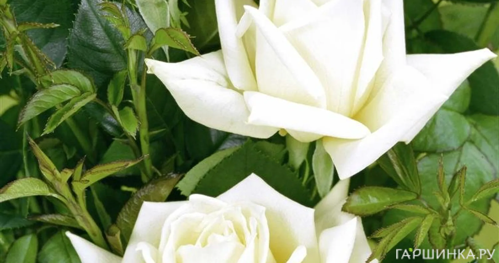 Роза Поларстерн чайно-гибридная, Тантау (лиц)