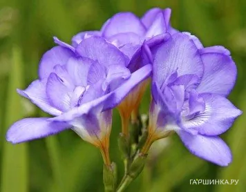 Фрезия махровая Дабл Блю 10шт.