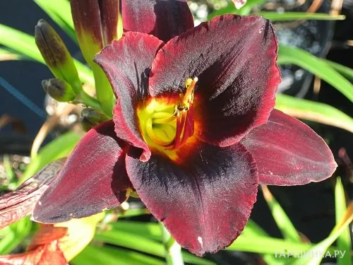 Лилейник Чоколат Кэнди