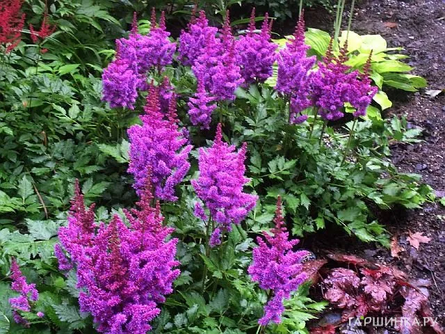 Астильба китайская Вижнс