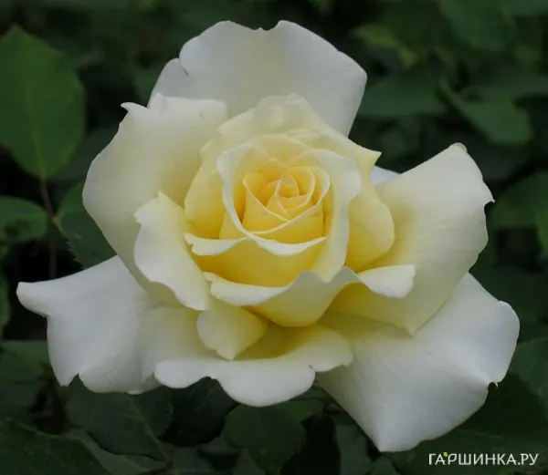 Роза Элина чайно-гибридная, Топалович (лиц)