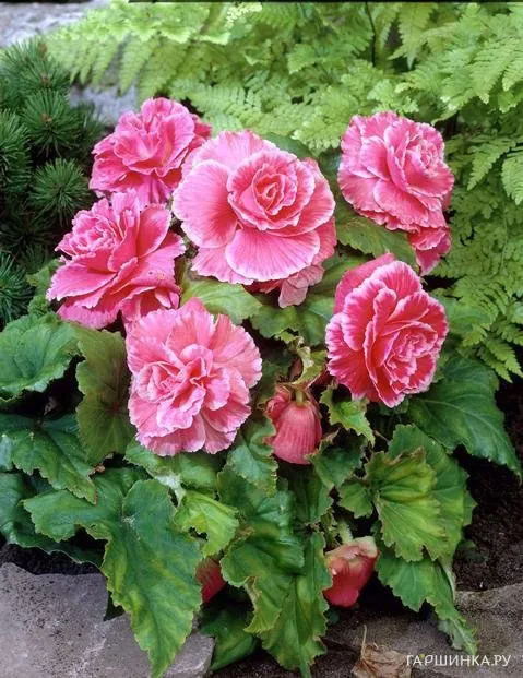 Бегония Пикоти Лейс Пинк 1шт.