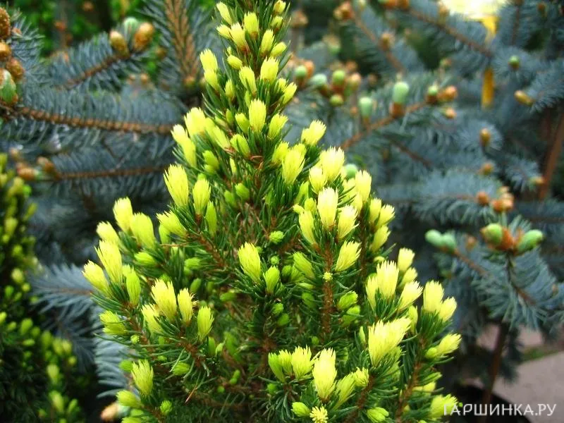 Ель канадская Рэйнбоуз Энд