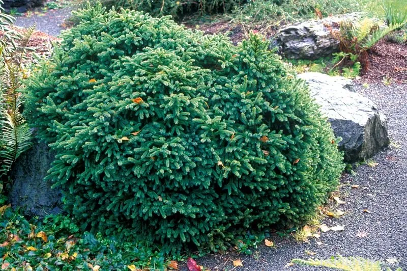 Ель сербская Карел