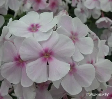 Флокс Атлант