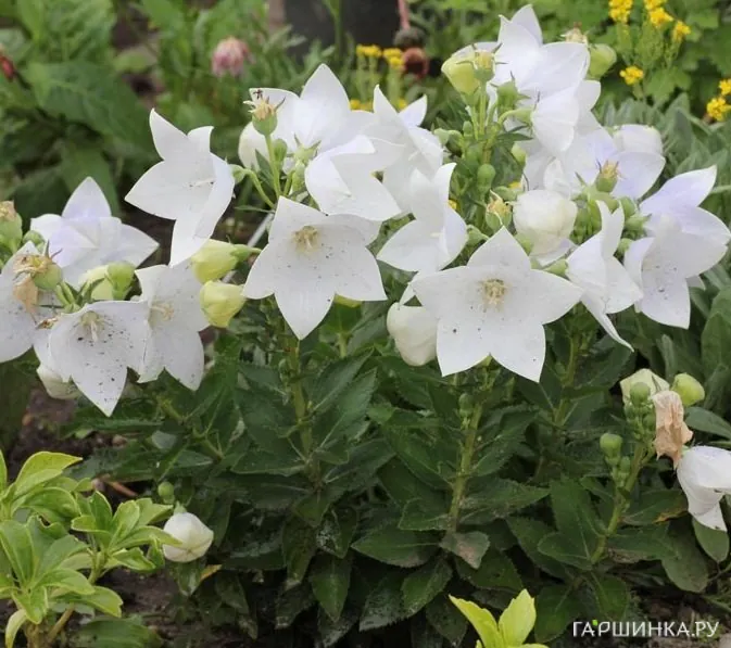 Платикодон крупноцветковый Фуджи Вайт
