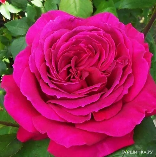 Роза Биг Пепл чайно-гибридная, Топалович (лиц)