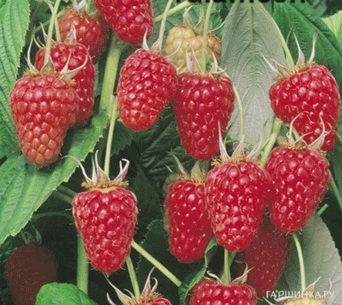 Малина Туламин красная