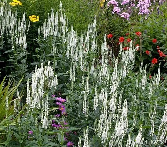 Вероника длиннолистная Антарктика