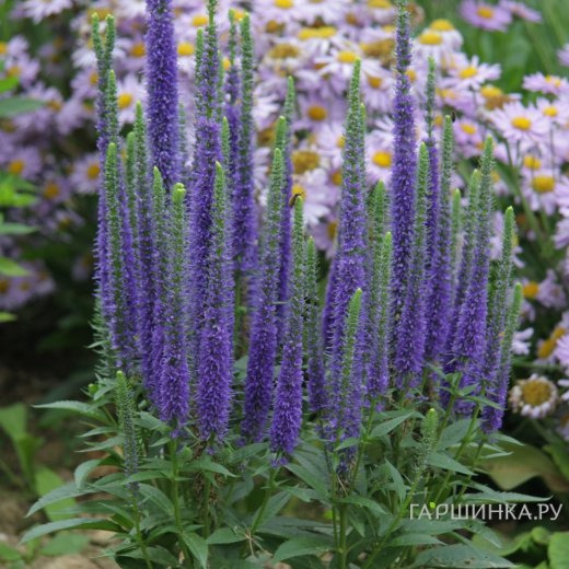 Вероника колосистая Ульстер Дварф Блю