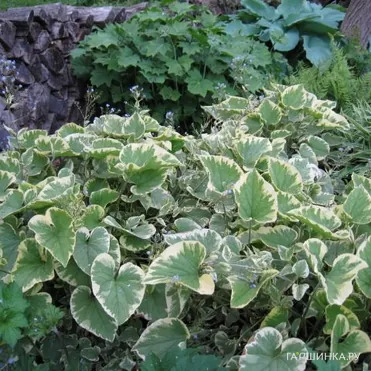 Бруннера Хадспен Крим