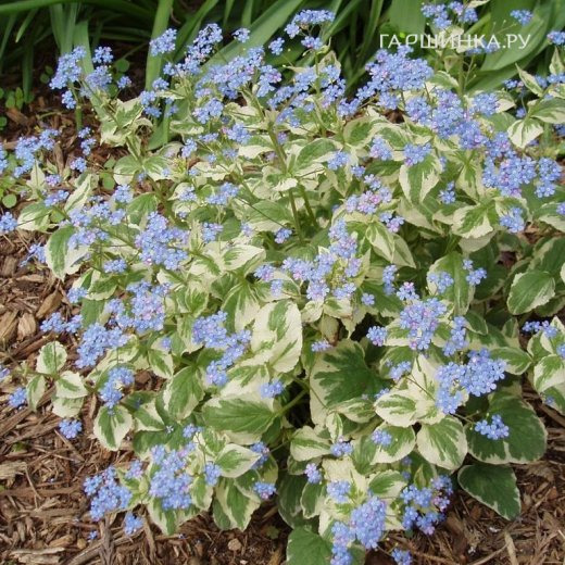 Бруннера Вариегата