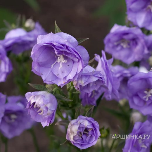 Колокольчик персиколистный Ля Белль Блю