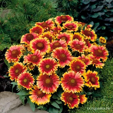 Гайлардия Аризона Сан