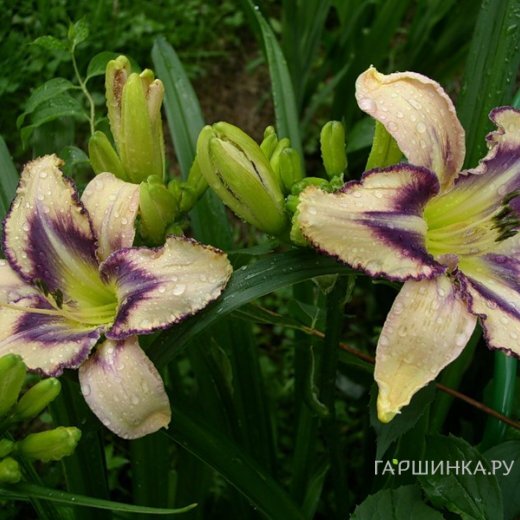 Лилейник Дестинд ту Си