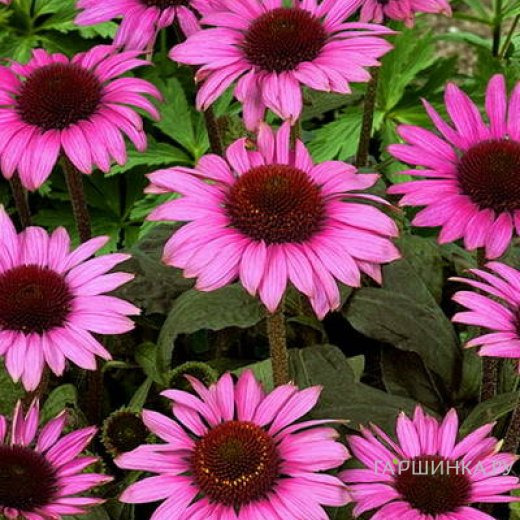 Эхинацея пурпурная Магнус