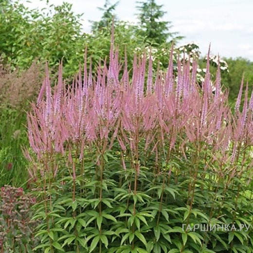 Вероникаструм Адорейшен