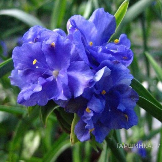 Традесканция Церулеа плена