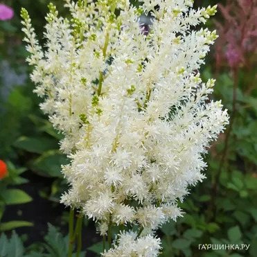 Астильба Арендса Диамант