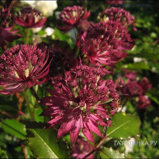 Астранция крупная