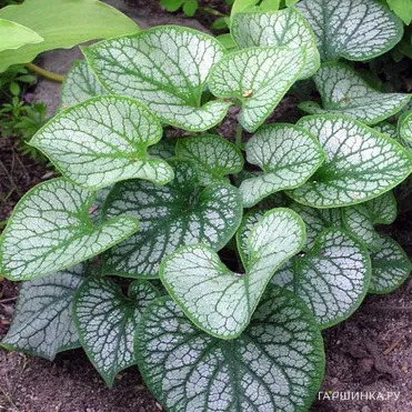 Бруннера Джек Фрост