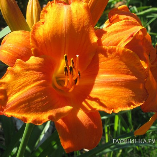 Лилейник Мауна Лоа