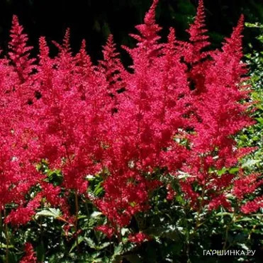 Астильба Арендса Бургунди Ред