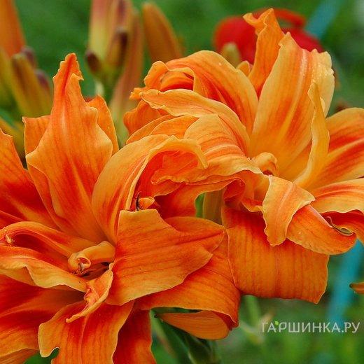 Лилейник Априкот Бьюти