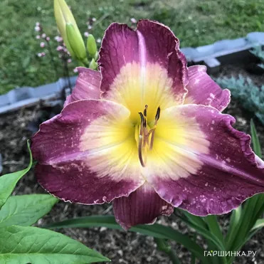 Лилейник Малазиан Монарх