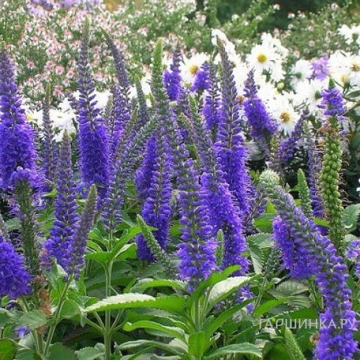 Вероника длиннолистная Блайризин