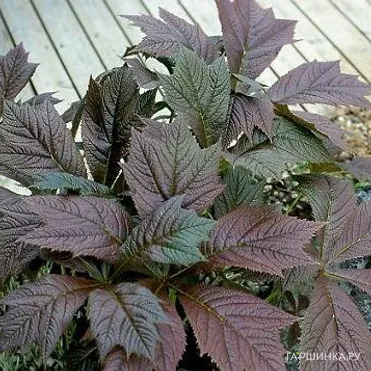 Роджерсия Браунлауб стополистная