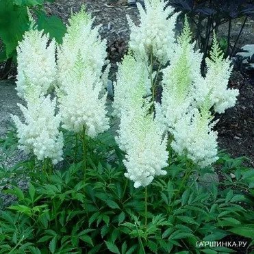 Астильба Арендса Сноудрифт