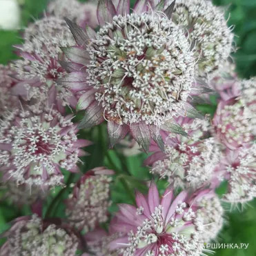 Астранция Примадонна крупная