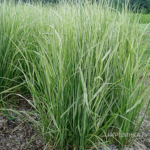 Вейник Овердам