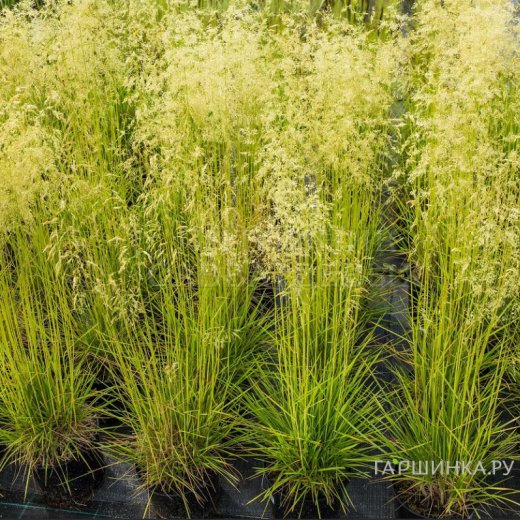 Луговик (Щучка) Бронзешляйер