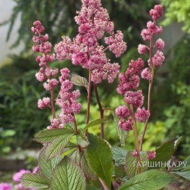 Роджерсия Дарк Покерс перистая