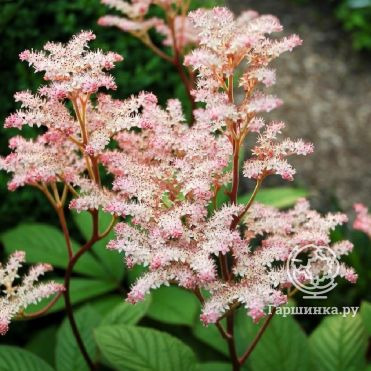 Роджерсия Ди Шон перистая