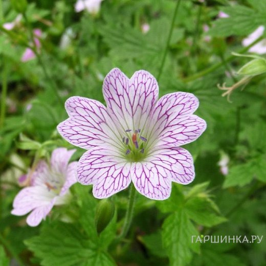 Герань садовая Лэйс Тайм
