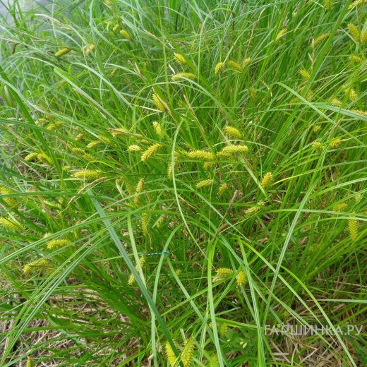 Осока просяная