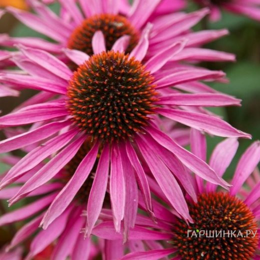 Эхинацея пурпурная