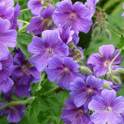 Герань садовая Кашмир Пурпл