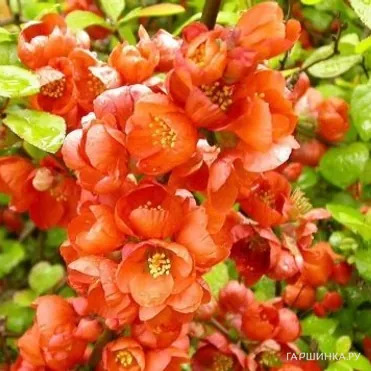 Айва Оранж Трейл