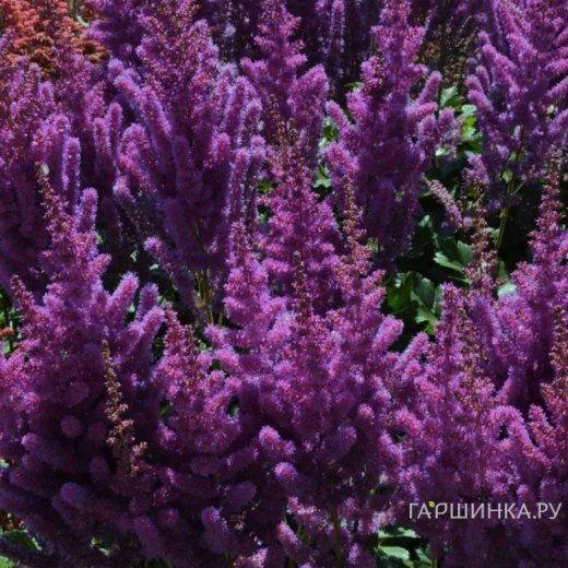 Астильба Блэк Перлс китайская